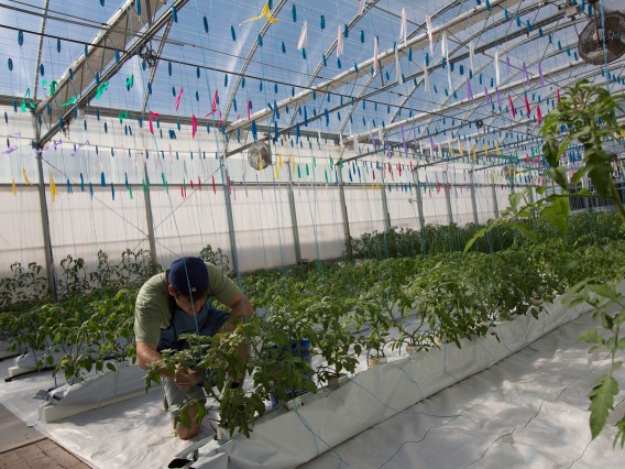 Man tending to plants in a large greenhouse