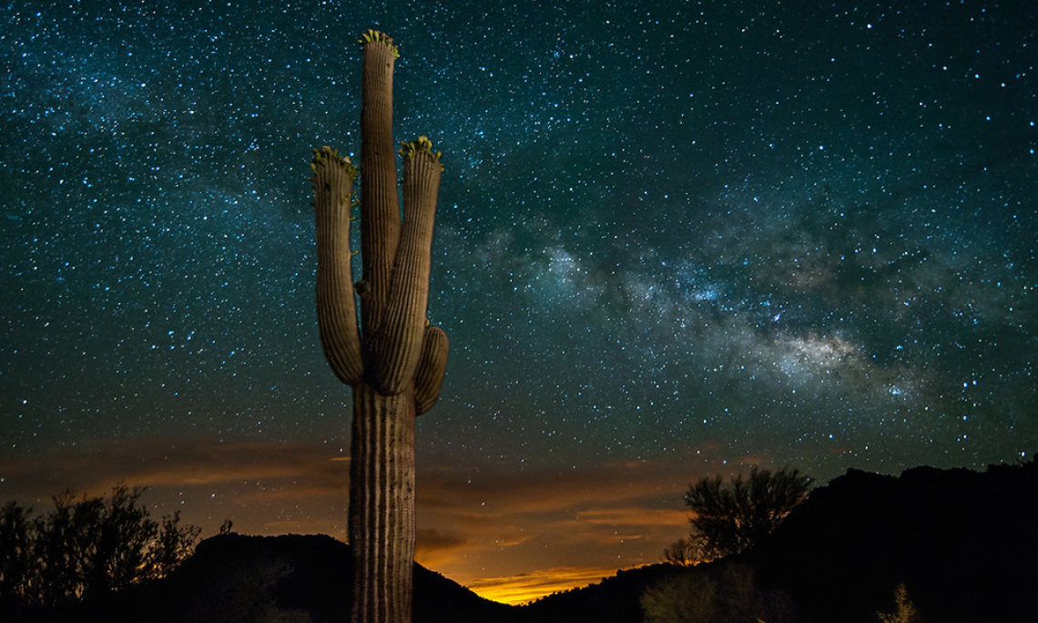 Saguaro cactus against a starry night sky